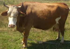 vaci de lapte de vanzare