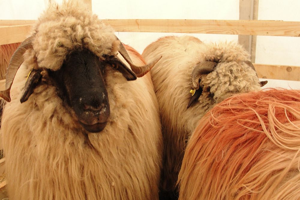 subventii pentru fermieri