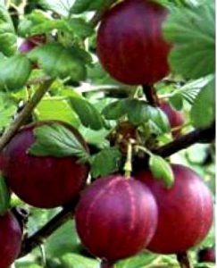 agris rosu