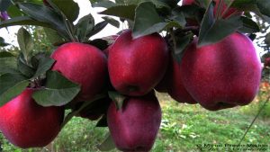 pomi fructiferi