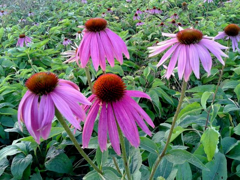 echinacea purpurea