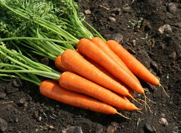 morcovi în tratamentul prostatitei)