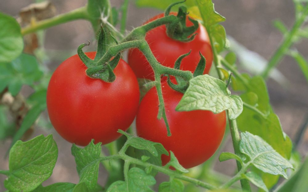 legumicultura tomate