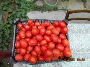 rosii bulion de vanzare