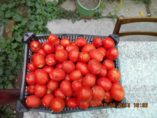 rosii bulion de vanzare