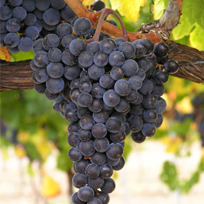 vand struguri merlot