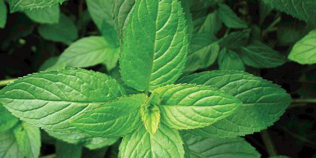 menta