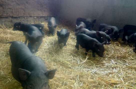 porci vietnamezi de vanzare