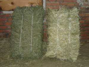 fan de vanzare