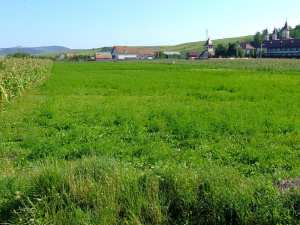 teren agricol