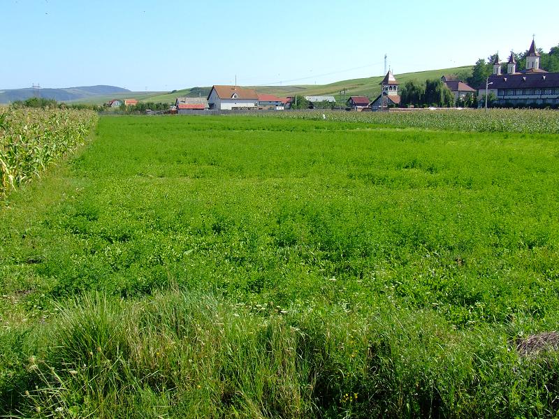 teren agricol