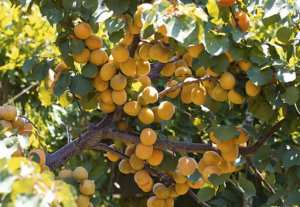 pomi fructiferi
