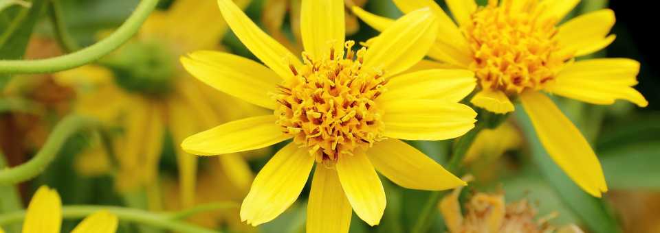 arnica montana
