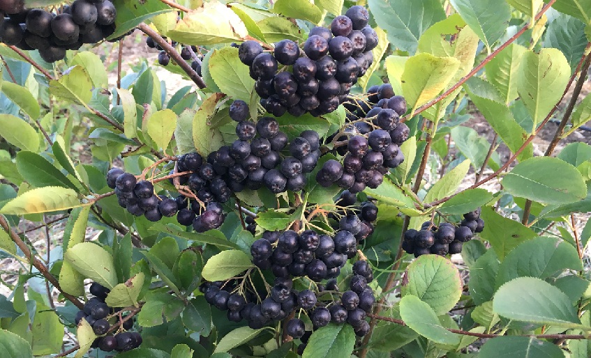 aronia1