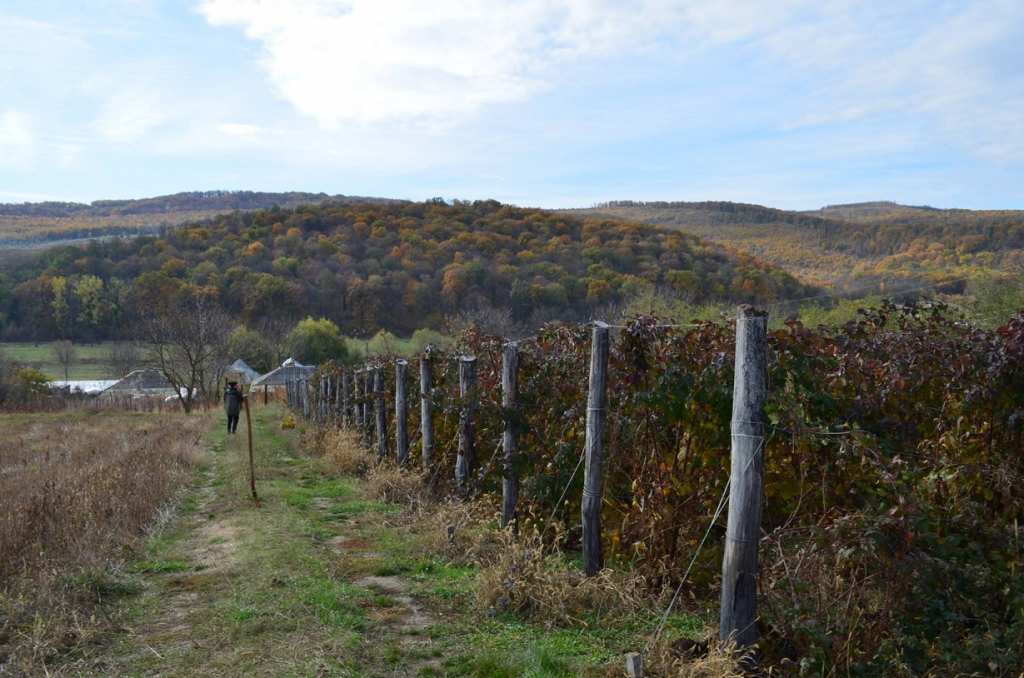 zmeura-mure-zmeuris4