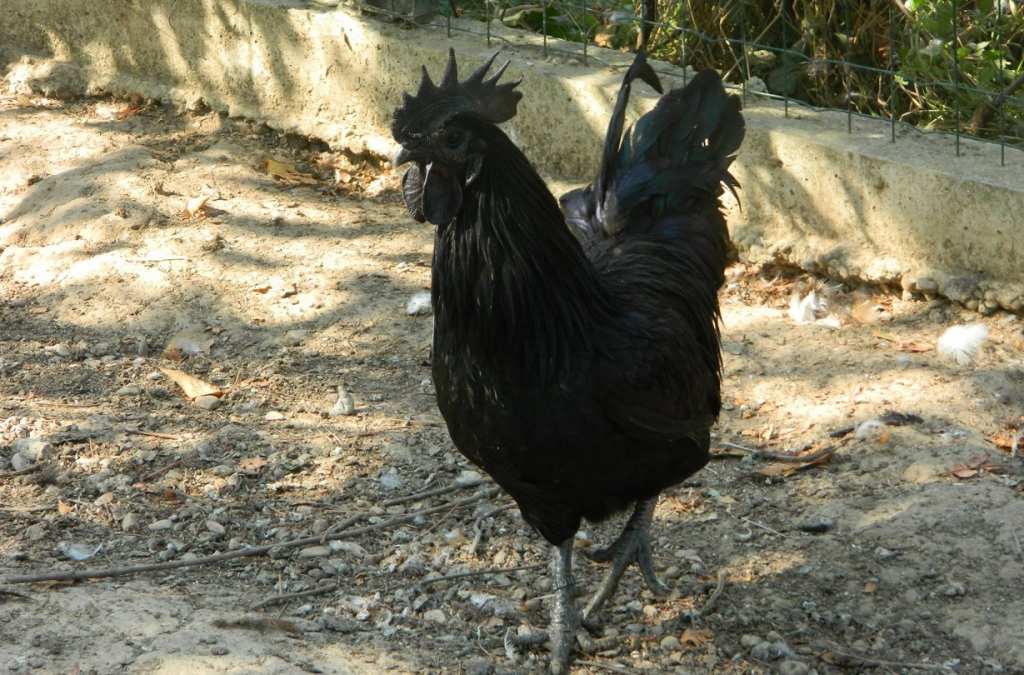 ayam-cemani