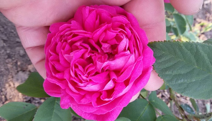 trandafiri dulceata 2