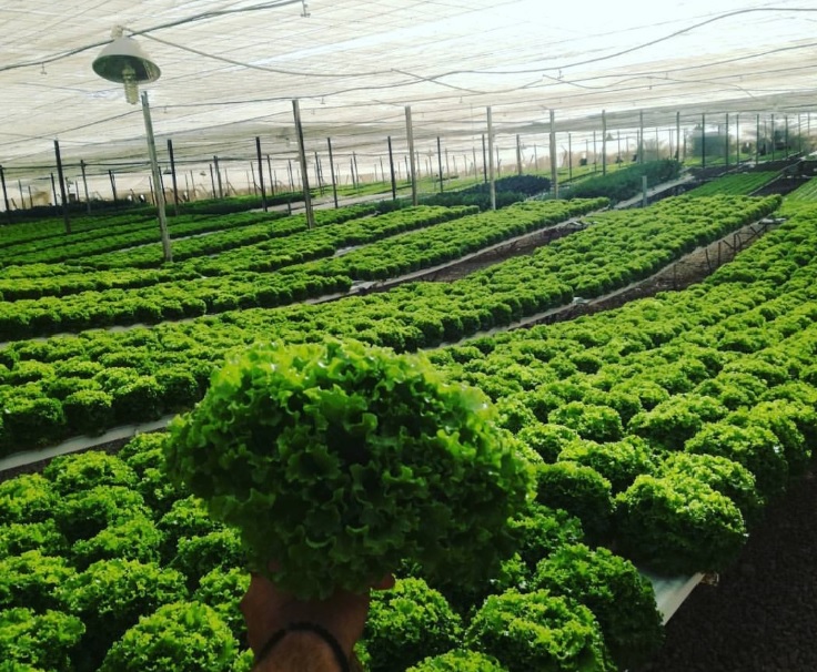 Sera hidroponica in Cairo