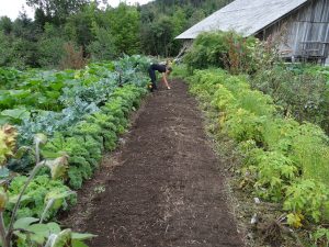 gradina de legume, plante comestibile